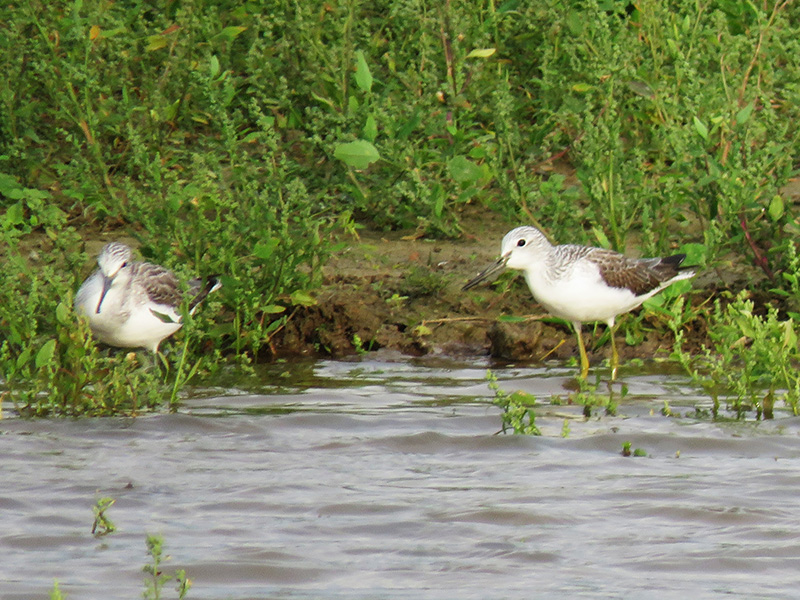 Piro piro ?  No, Pantana (Tringa nebularia)